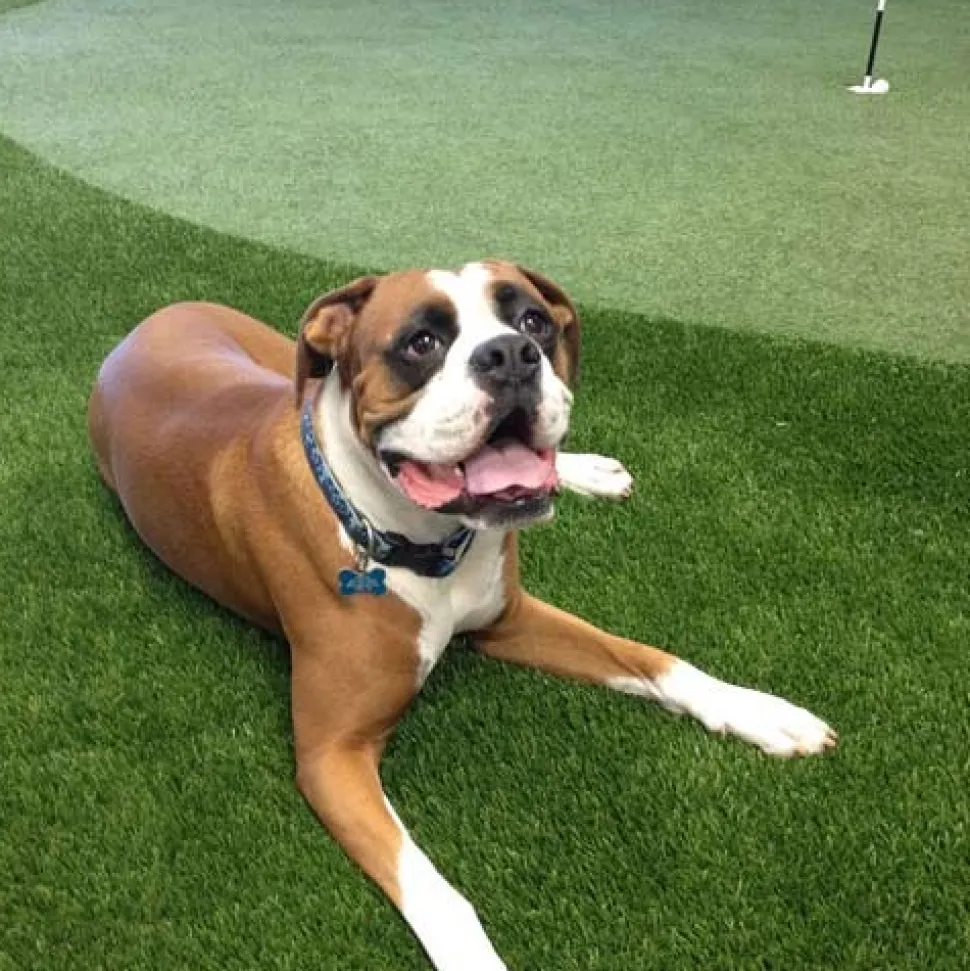 Artificial Grass Turf UltimatePet 1-1/2 Inch per SF