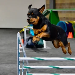 Dog Agility Mats Interlocking Tiles 3/4 Inch x 1x1 Meter