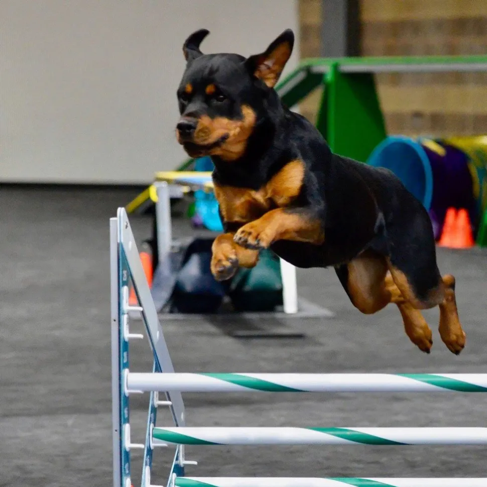 Dog Agility Mats Interlocking Tiles 3/4 Inch x 1x1 Meter
