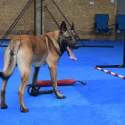 Dog Agility Mats Interlocking Tiles 3/4 Inch x 1x1 Meter