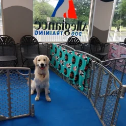 Dog Agility Mats Interlocking Tiles 3/4 Inch x 1x1 Meter