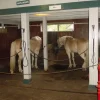 Horse Stall Mats Kit Cobblestone 3/4 Inch x 12x24 Ft.
