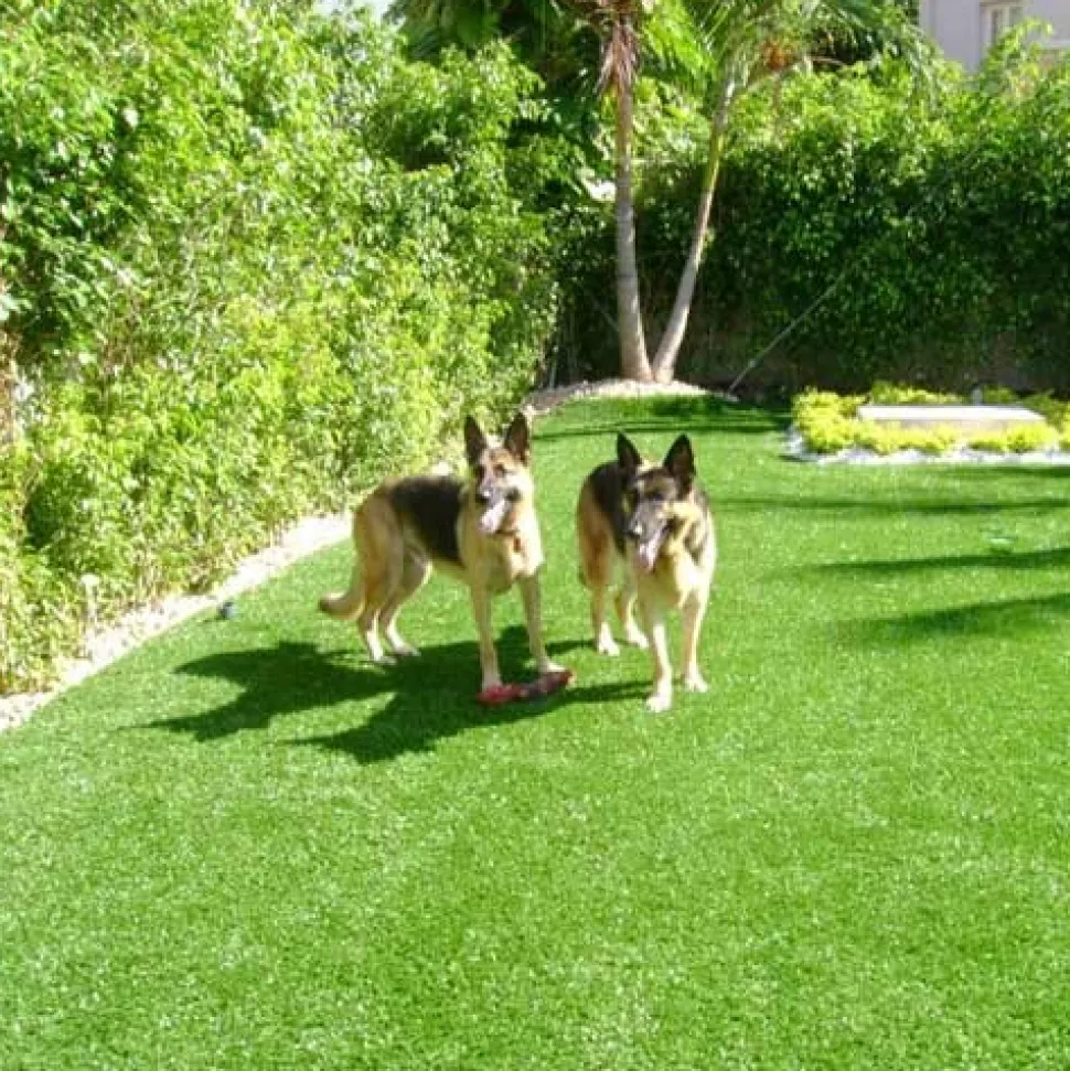 La Jolla Classic Artificial Grass Turf Roll 1 5/8 Inch x 15 Ft. Wide Per SF